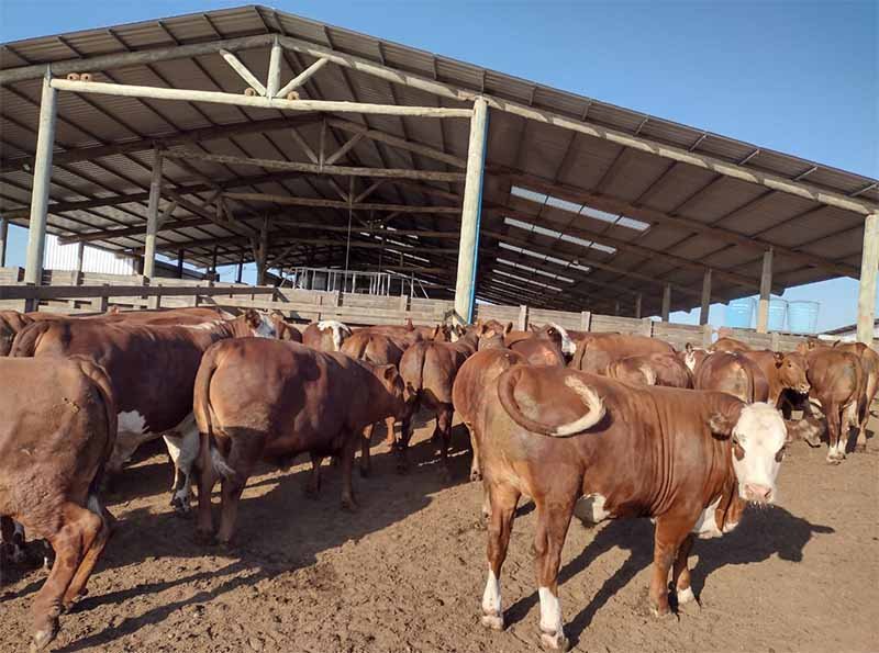 Pecuária de Corte | Projeto Integral Para a Propriedade Rural